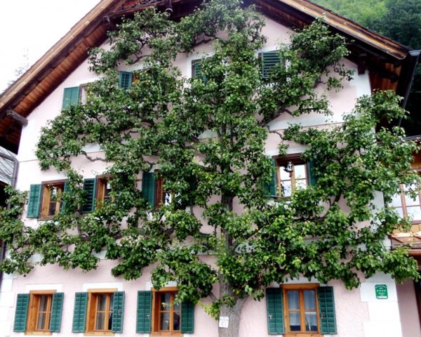 House and tree in Hallstatt
