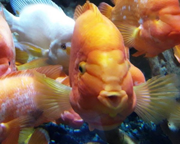 A friend at the Dubai Aquarium
