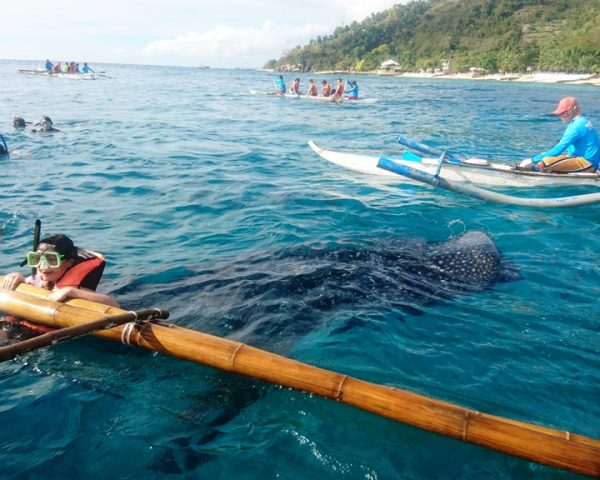 Whale shark watching and swimming in Oslob