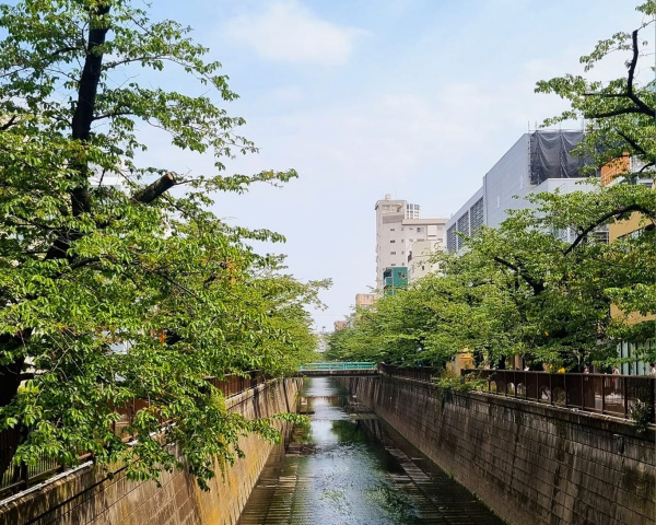 Meguro River, Aobadai