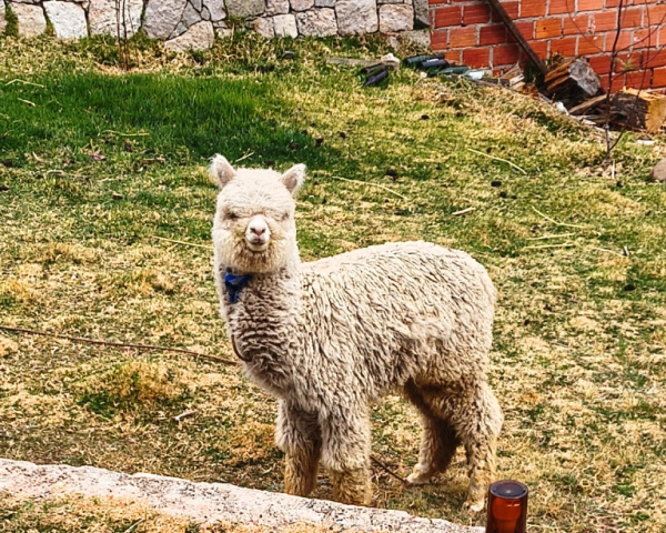 Alpaca in Copacabana