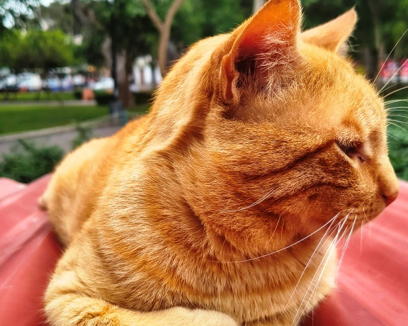 Cats of Lima