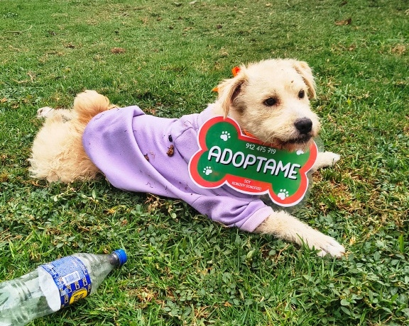 Dog for adoption at Miraflores