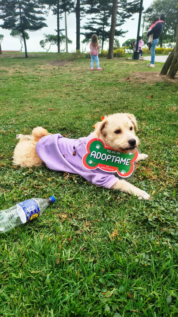 Dog for adoption at Miraflores