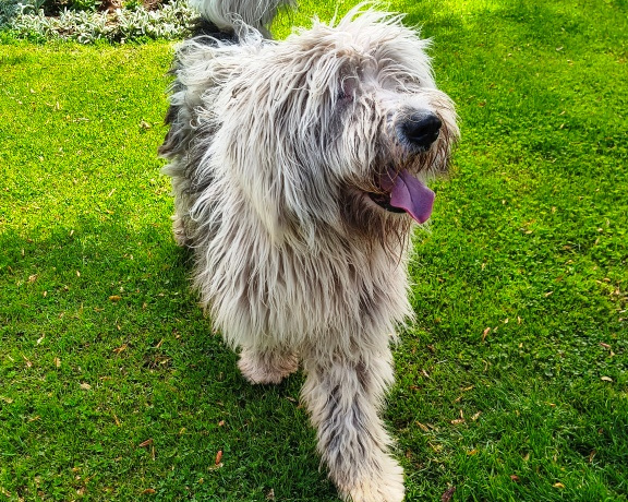 Dog for adoption at Miraflores