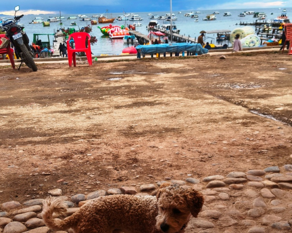 Friendly dogs of Copacabana