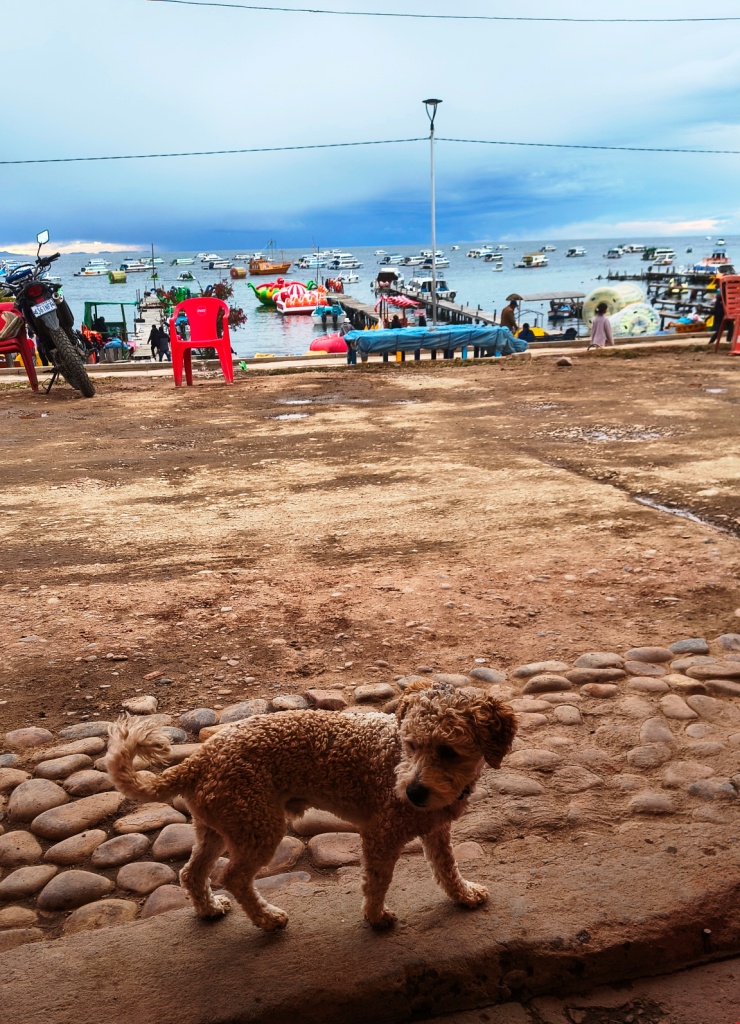 Friendly dogs of Copacabana