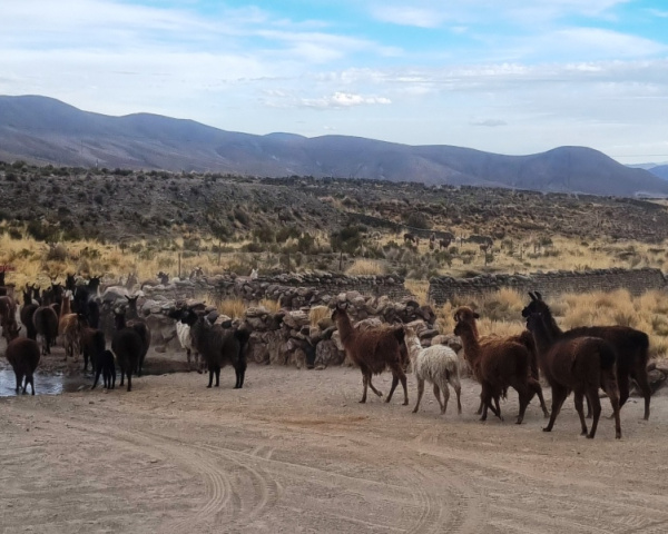 Laguna Kota Vinto, Bolivia