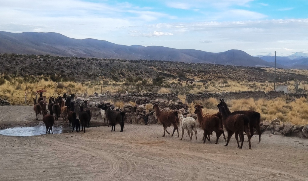 Laguna Kota Vinto, Bolivia