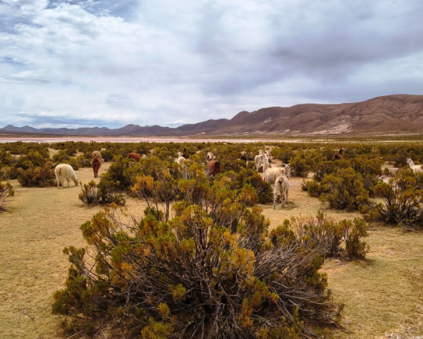 Laguna Kota Vinto, a haven for bird watchers