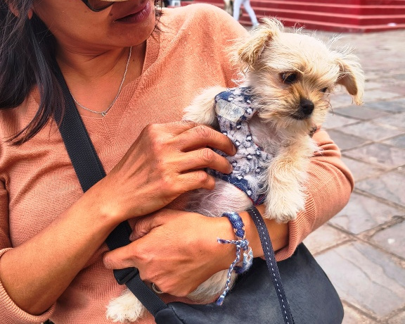 Mamma and the little dog