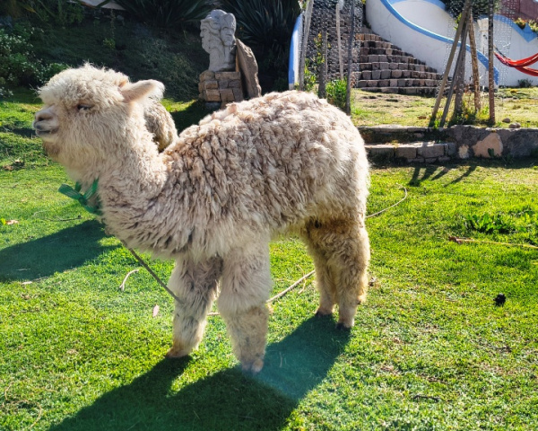 Our Alpaca in Copacabana