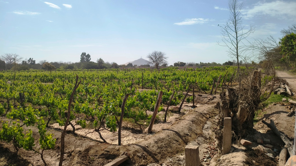 Pisco Farm