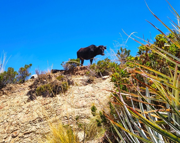 The Bull of the Isla del Sol, Lake Titicaca
