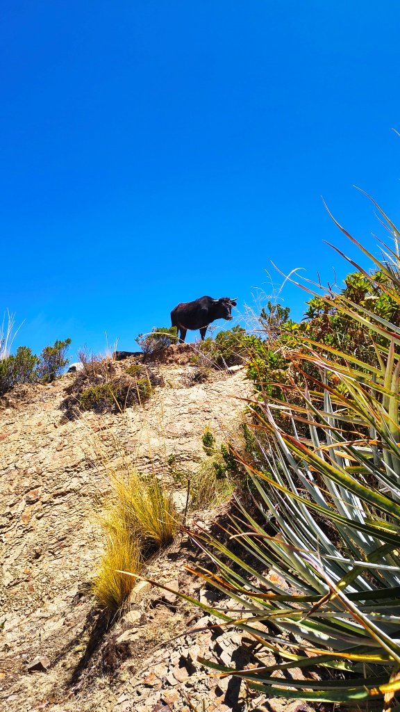 The Bull of the Isla del Sol, Lake Titicaca
