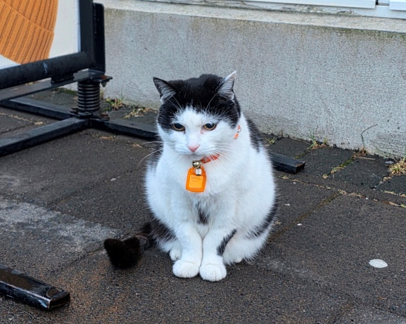 Cat of Reykjavik