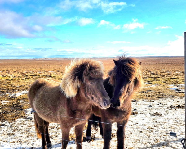 Horses of Iceland