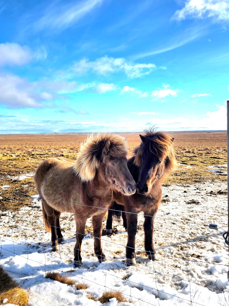 Horses of Iceland